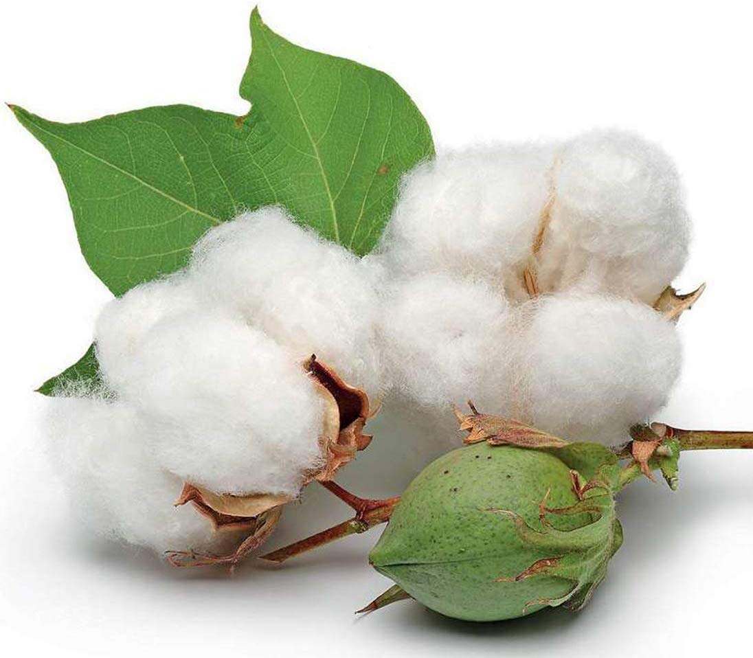 6" Long Cotton Swabs 1400pcs for Makeup, Gun Cleaning or Pets Care