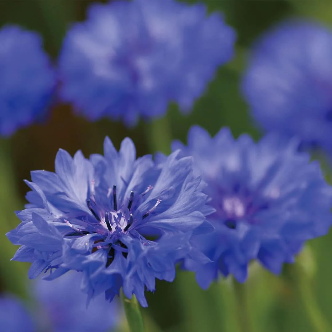 Aromatics International Cornflower Hydrosol 100ml | Delicate Floral Aromatic Spray for Home