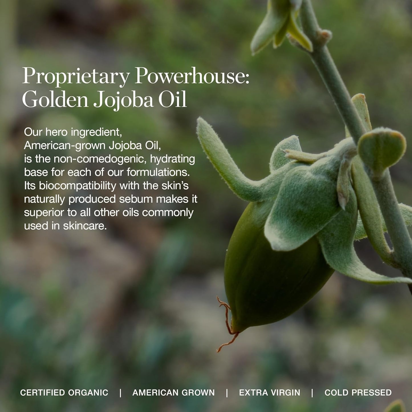 Ogee Complexion Perfecting Under Eye Concealer - Certified Organic Full Coverage Concealer - Buildable Coverage - OSIER 1.75W - Light Medium (Olive Undertones)