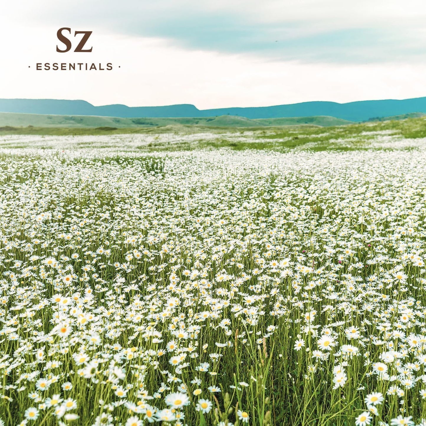 Blue Chamomile Essential Oil - Aka Deepest Blue German Chamomile - Bulgarian Grown Matricaria Recutita - Fresh, Earthy & Floral Scent - Therapeutic Grade & Vegan - 0.22 fl oz (6.5 ml)